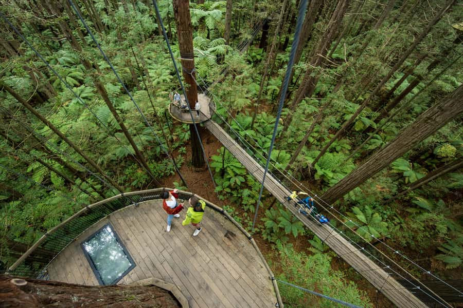 Rotorua: Redwoods Altitude, Nighttime Fast Pass, & Treewalk - Key points at a glance