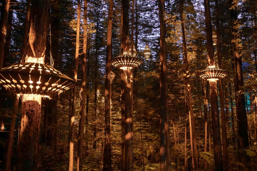 Rotorua: Redwoods Altitude, Nighttime Fast Pass, & Treewalk - Starting at Redwoods Altitude, not the Treewalk