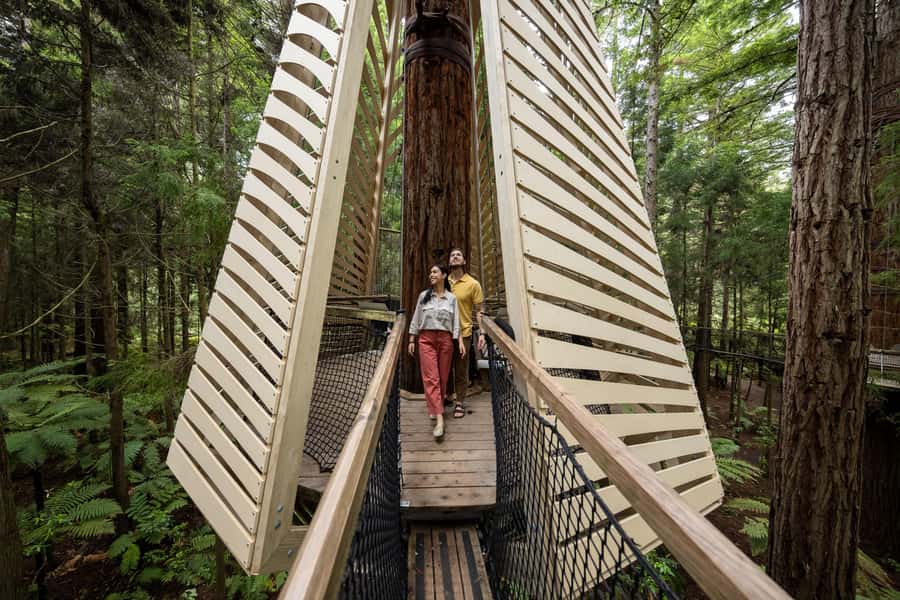 Rotorua: Redwoods Altitude, Nighttime Fast Pass, & Treewalk - Three ziplines and the final rush