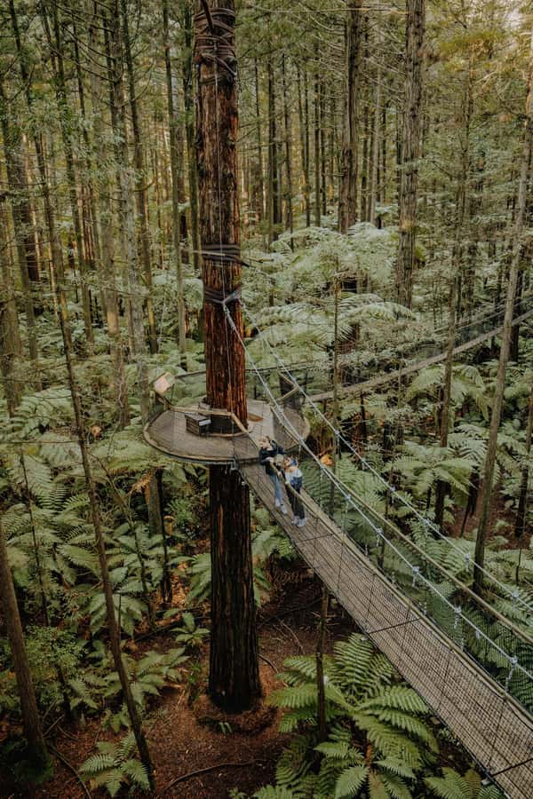 Rotorua: Redwoods Altitude, Nighttime Fast Pass, & Treewalk - A quieter daytime Treewalk among 120-year-old trees