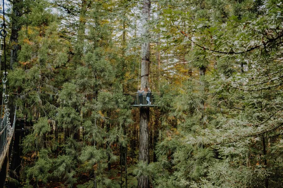 Rotorua: Redwoods Altitude, Nighttime Fast Pass, & Treewalk - Glowworms in the eco-cave