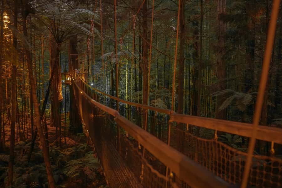 Rotorua: Redwoods Altitude, Nighttime Fast Pass, & Treewalk - Redwoods Nightlights after dark