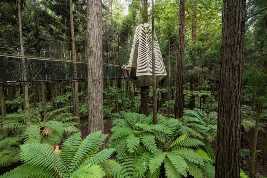 Rotorua: Redwoods Altitude, Nighttime Fast Pass, & Treewalk - Is $118 good value?