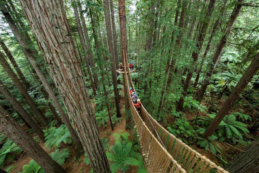 Rotorua: Redwoods Altitude, Nighttime Fast Pass, & Treewalk - Crossing 25 bridges in the redwood canopy