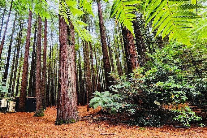 Rotorua & Taupo DayTour with Waiotapu & Huka Falls from Auckland - Waiotapu’s Steam, Mud, and Bright Colors