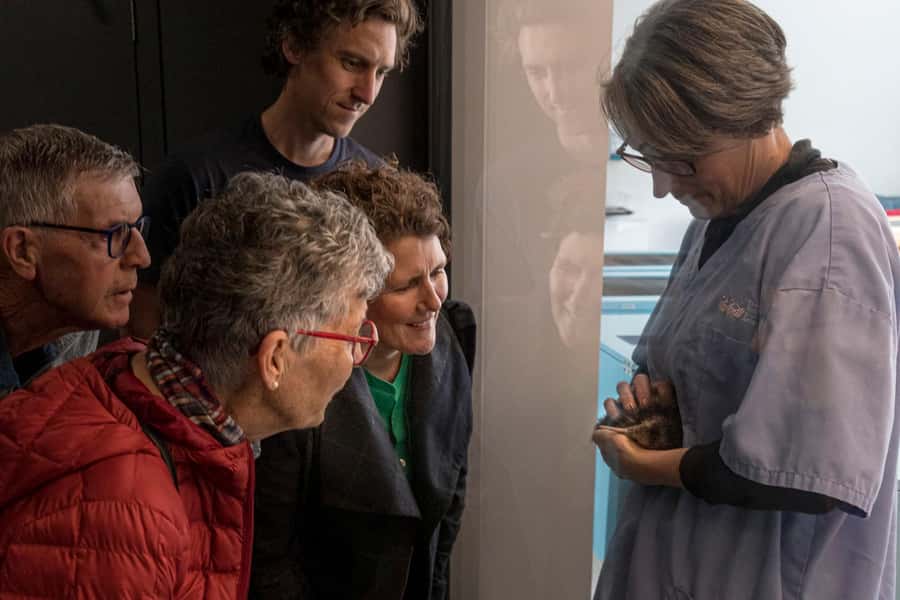 Rotorua: The National Kiwi Hatchery Kiwi Encounter Tour - What makes this kiwi tour worth your hour