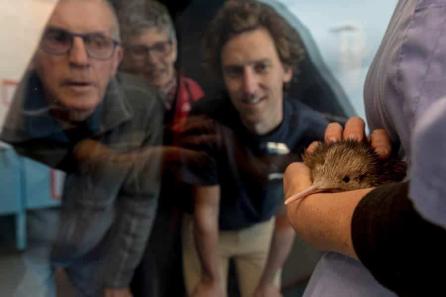 Rotorua: The National Kiwi Hatchery Kiwi Encounter Tour - Who should book this Rotorua experience?