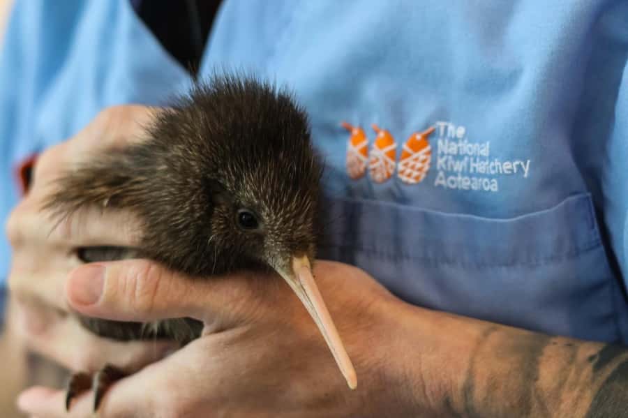Rotorua: The National Kiwi Hatchery Kiwi Encounter Tour - The first part of the tour: kiwi facts with a purpose