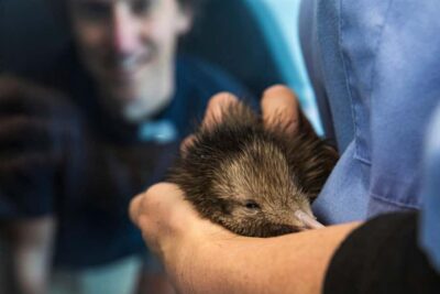 The National Kiwi Hatchery Kiwi Encounter Tour