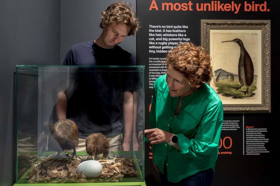 Rotorua: The National Kiwi Hatchery Kiwi Encounter Tour - Eggs, incubators, and the chance of a newborn chick