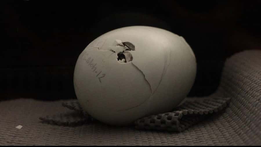 Rotorua: The National Kiwi Hatchery Kiwi Encounter Tour - What the one-hour format feels like