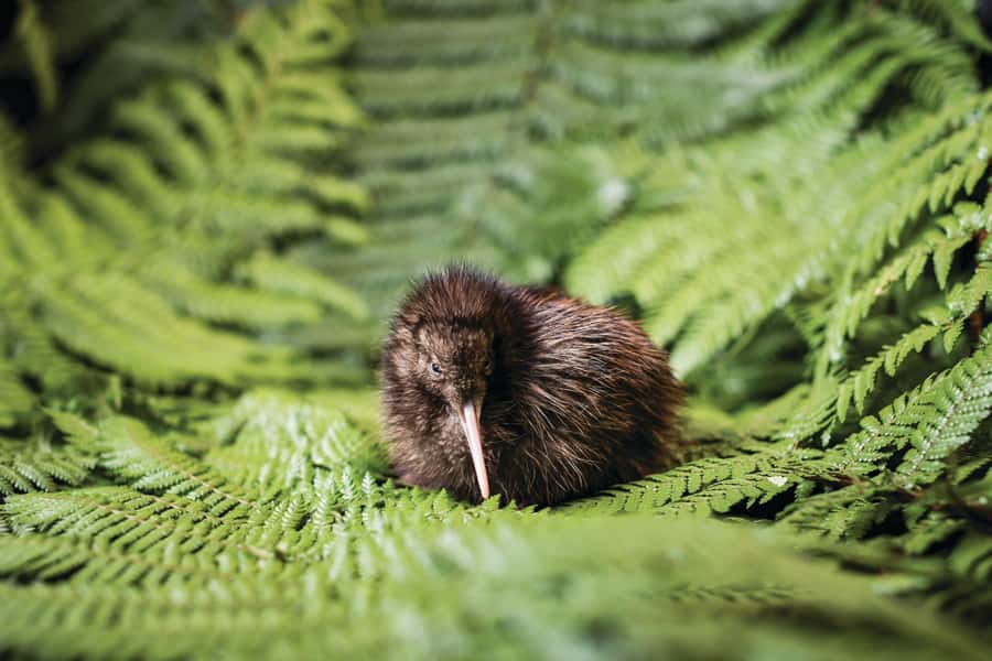 Rotorua: The National Kiwi Hatchery Kiwi Encounter Tour - Is $44 good value?