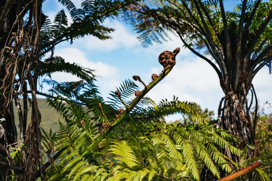 Rotorua: 'Thermal Path Tour' Geothermal half day Tour - Transport, timing, and what to pack