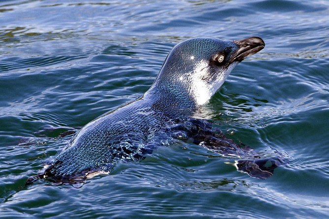 Sailing and Wildlife Tour Akaroa Fox II Sailing - Music, quiet sailing, and the mood on board