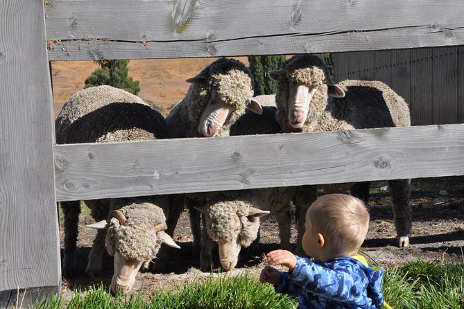 Scenic 4WD Tour Lake Tekapo Backcountry - Is it good for families?