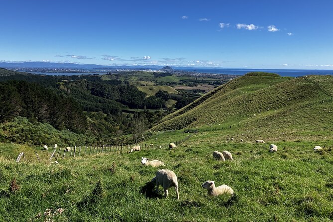 Scenic Short Hike Tour - Papamoa Hills and McLaren Falls - Mount Maunganui: a scenic opening drive
