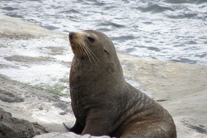 Scenic South Wairarapa Full Day Tour from Wellington - Cheese and chocolate in the Wairarapa