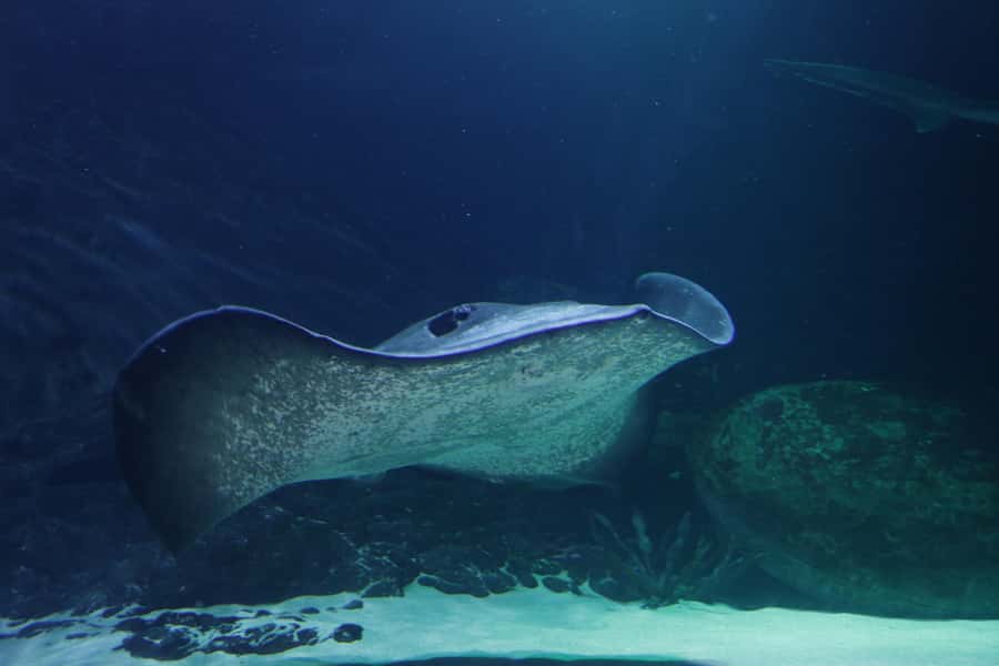Sea Life Kelly Tarlton's Aquarium General Admission - Seahorse Kingdom and the spiny sea dragons