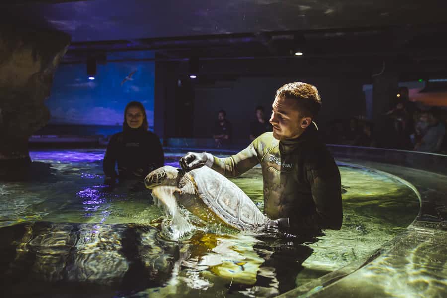 Sea Life Kelly Tarlton's Aquarium General Admission - The rest of the route: fish, jellyfish, and family appeal