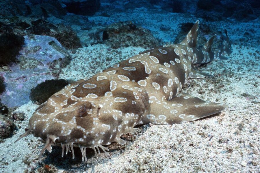 Sea Life Kelly Tarlton's Aquarium General Admission - How long to allow and how to plan the day