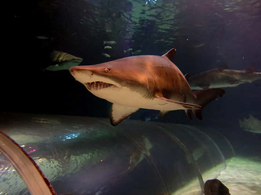Sea Life Kelly Tarlton's Aquarium General Admission - Is $23 good value?