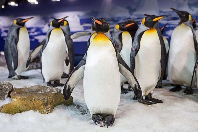 SEA LIFE Kelly Tarlton's General Admission - Why the penguins are the main event