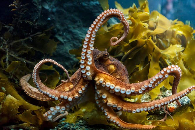 SEA LIFE Kelly Tarlton's General Admission - Opening days, entry, and ticket value