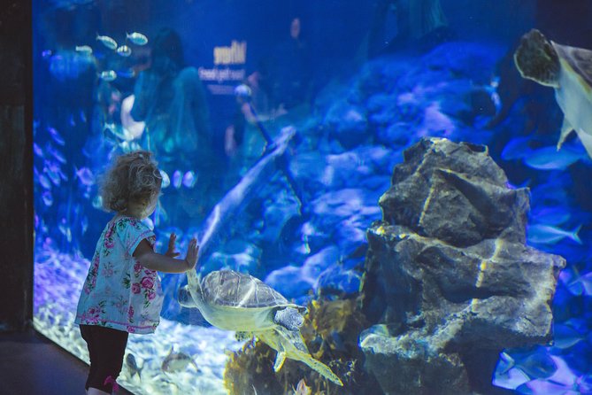 SEA LIFE Kelly Tarlton's General Admission - The shark tunnel and the best underwater views