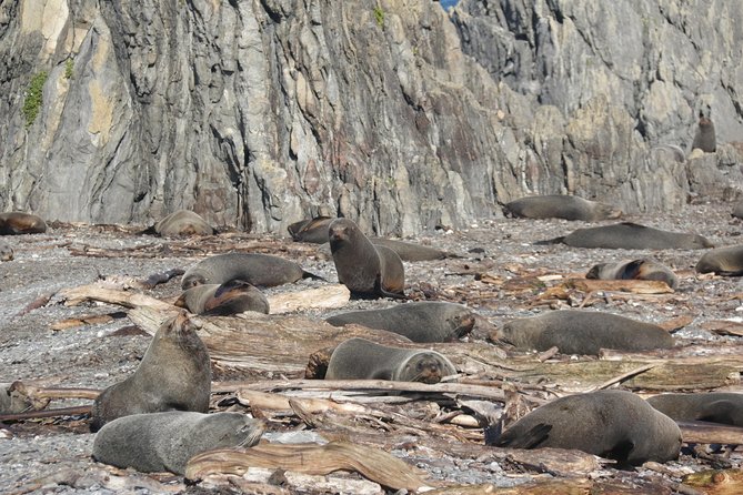 Seal Coast Safari - Exclusive access to Wellington's secret coast - The guides make the ride worthwhile