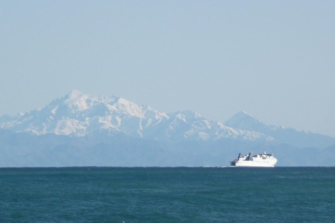 Seal Coast Safari - Exclusive access to Wellington's secret coast - Pickup, cruise timing, and the $121.01 price
