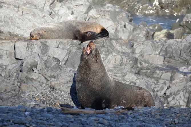 Seal Coast Safari - Exclusive access to Wellington's secret coast - Who should choose this safari?