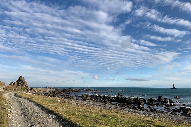 Seal Coast Safari - Exclusive access to Wellington's secret coast - Should you book the Seal Coast Safari?