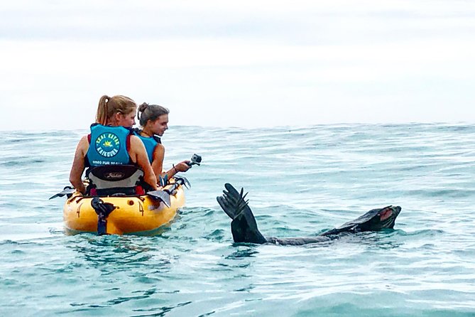 Seal Kayaking Adventure in Kaikoura - Key Points to Know Before You Go
