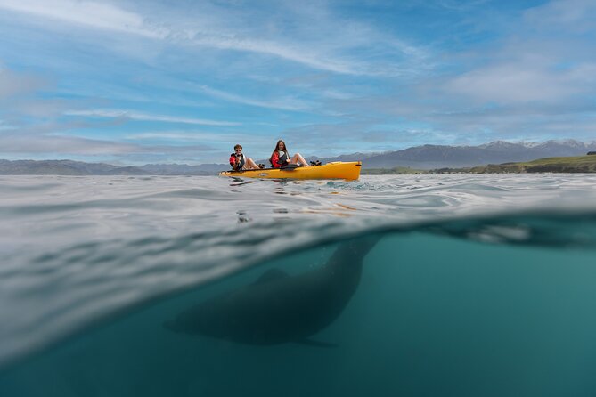 Seal Kayaking Adventure in Kaikoura - Why Pedal Kayaking Works So Well Here