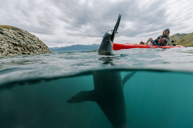 Seal Kayaking Adventure in Kaikoura - Watching Fur Seals From the Water