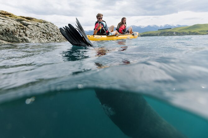 Seal Kayaking Adventure in Kaikoura - How Much the $83.78 Price Buys You