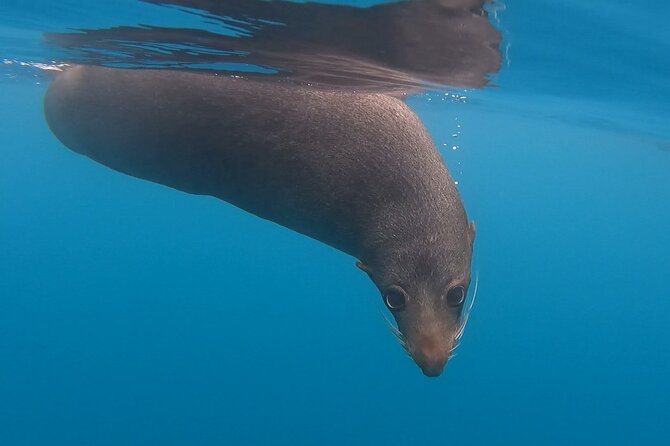 Seal Kayaking Adventure in Kaikoura - Meeting at 18 Beach Road in Kaikoura