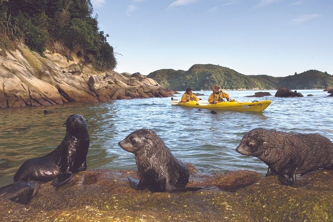 Seal Sanctuary Tour - Guided Kayaking - New Zealand - Beach lunch with local produce