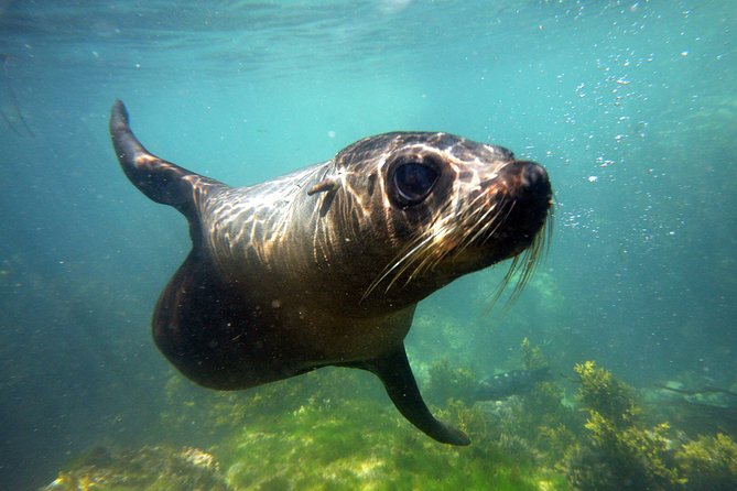 Seal Swimming Tour from Kaikoura - Key points to know before you book