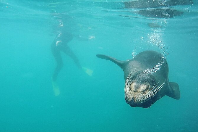 Seal Swimming Tour from Kaikoura - Why the small group matters