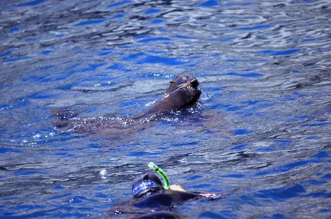 Seal Swimming Tour from Kaikoura - Equipment, comfort, and practical preparation