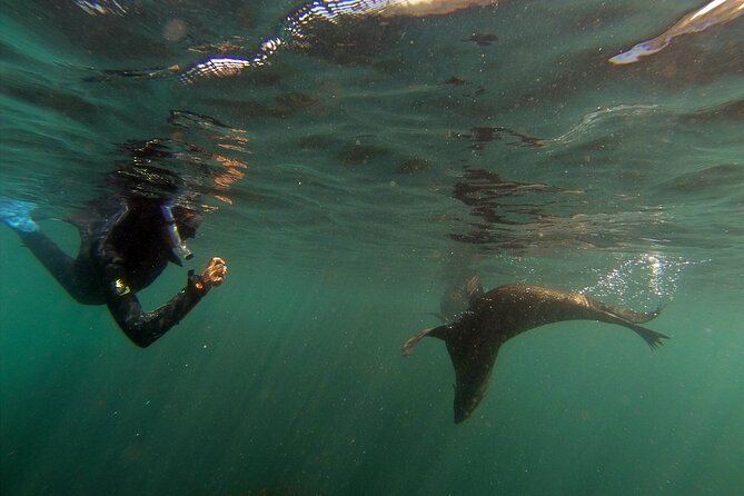 Seal Swimming Tour from Kaikoura - Animal welfare and safe viewing