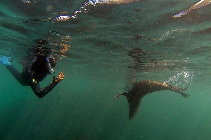 Seal Swimming Tour from Kaikoura - The biggest limitation: changeable coastal weather