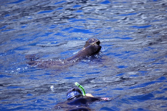 Seal Swimming Tour from Kaikoura - From Gooches Beach Playground to the water