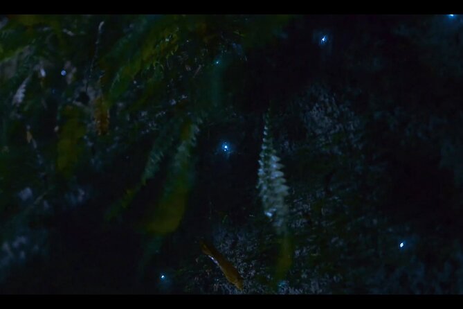 See Auckland's Secret Glow Worms - Who should book this experience