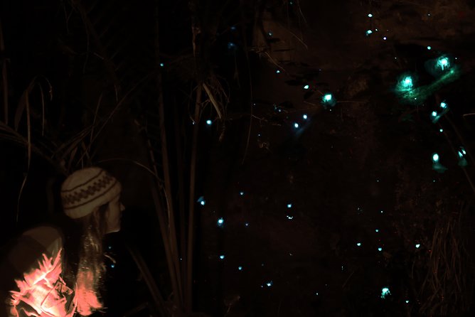 See Auckland's Secret Glow Worms - The native bush changes after sunset