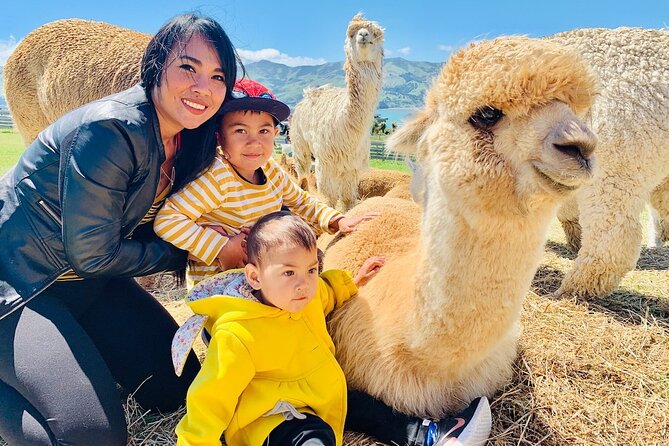 Shamarra Alpaca Farm Tours - Key things to know before visiting Shamarra Alpacas