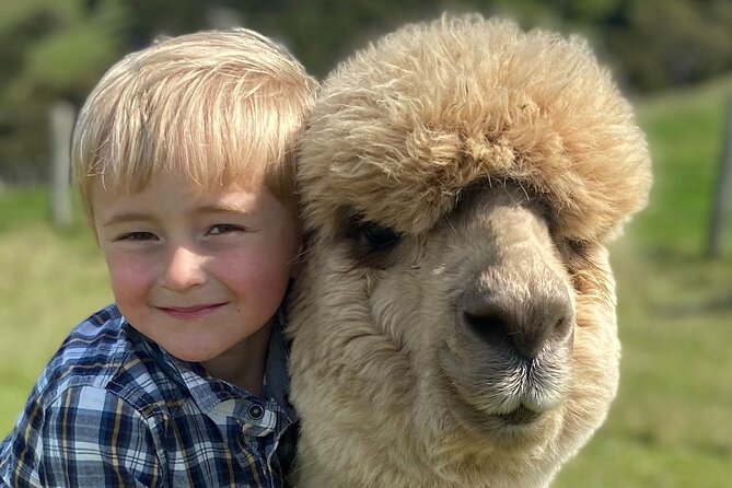 Shamarra Alpaca Farm Tours - Why the Akaroa setting makes this farm visit special