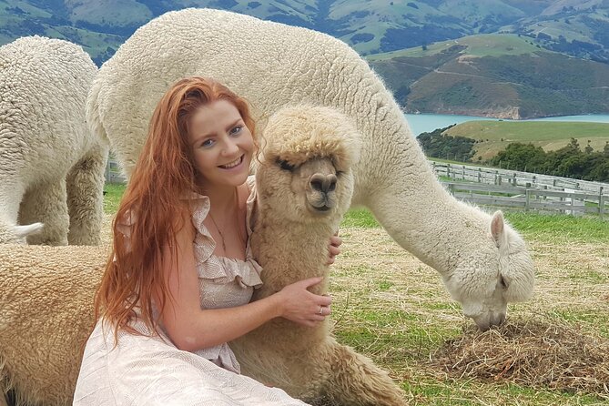 Shamarra Alpaca Farm Tours - The alpacas: cuddles, feeding, and respectful contact