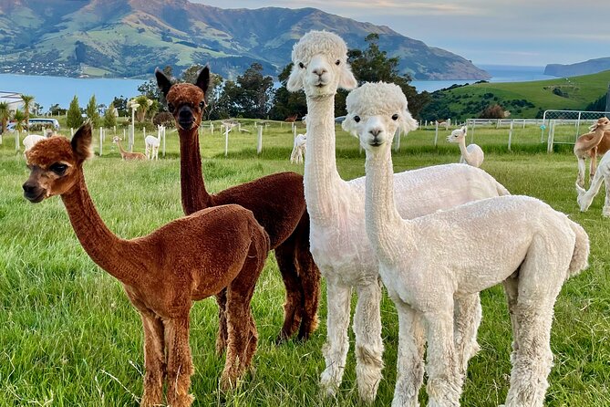 Shamarra Alpaca Farm Tours - How much value do you get for $38.26?